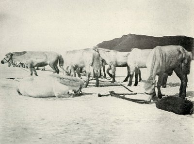 Ponis atados en el hielo marino, c1910-1913, 1913 de Herbert Ponting