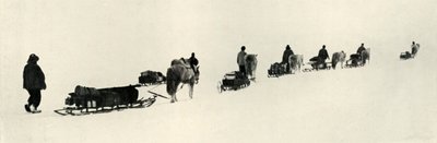 Ponis en la Marcha de Herbert Ponting