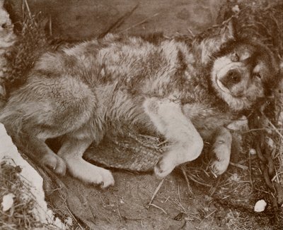 Stareek Fingiendo Enfermedad, c19101913, 1913 de Herbert Ponting