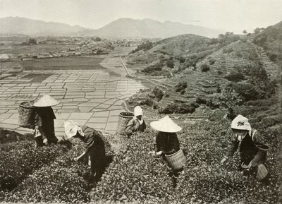 Té en las colinas y arroz en las llanuras de Herbert Ponting