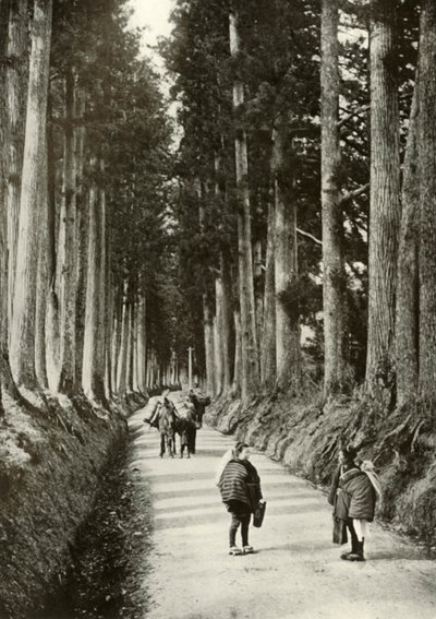 Las Cryptomerias en Nikko, 1910 de Herbert Ponting