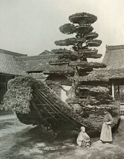 El Junco del Pino en Kinkakuji de Herbert Ponting