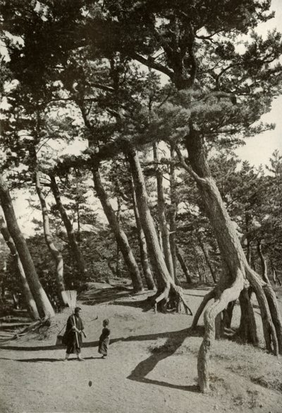 Los pinos de Shizu-Ura, 1910 de Herbert Ponting