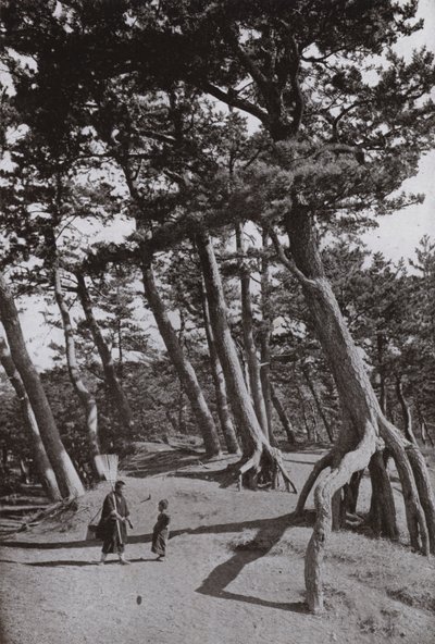 Los pinos de Shizu-ura de Herbert Ponting