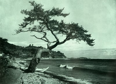 El árbol y la ola, 1910 de Herbert Ponting