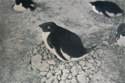 Este pingüino tiene un compañero industrioso, c1911, 1913 de Herbert Ponting