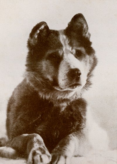 Vaida, c. 1910-1913 de Herbert Ponting