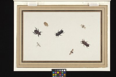 Estudio de escarabajos y polillas (gouache y acuarela sobre papel holandés verjurado blanco) de Herman Henstenburgh