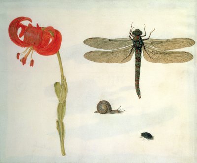 Estudio de un lirio tigre rojo, un caracol, un escarabajo y una libélula de Herman Henstenburgh