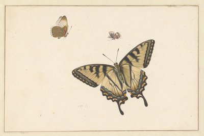 Tres mariposas (acuarela y gouache) de Herman Henstenburgh