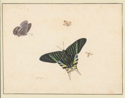 Tres mariposas y una avispa o mosca (acuarela y gouache) de Herman Henstenburgh