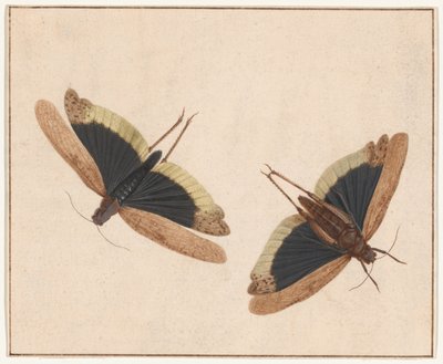 Dos saltamontes de Herman Henstenburgh