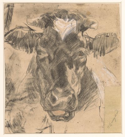 Cabeza de vaca de Herman Kruyder