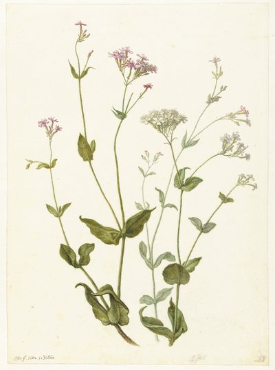 Senna de la vejiga y mosca pegajosa
Viscaria roja y blanca o pamplina de Herman Saftleven