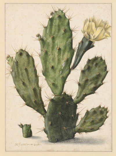 Cactus pera en flor de Herman Saftleven