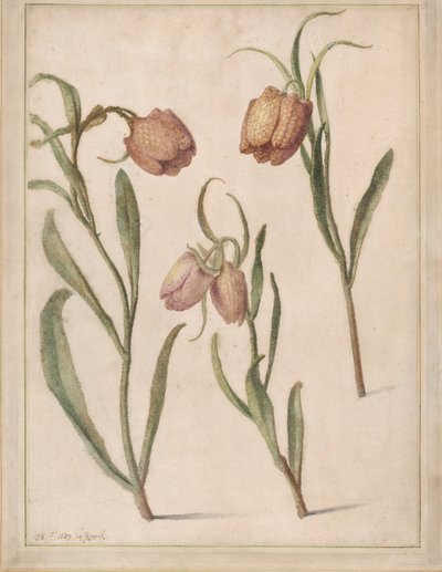 Estudio de tres fritilarias, 1683 de Herman Saftleven the Younger