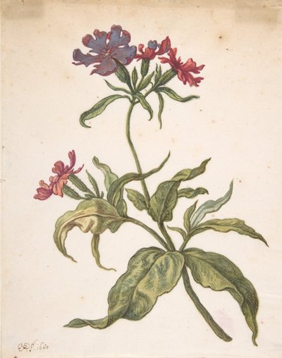Estudio de una atrapa moscas roja Lychnis hirsuta de Herman Saftleven the Younger