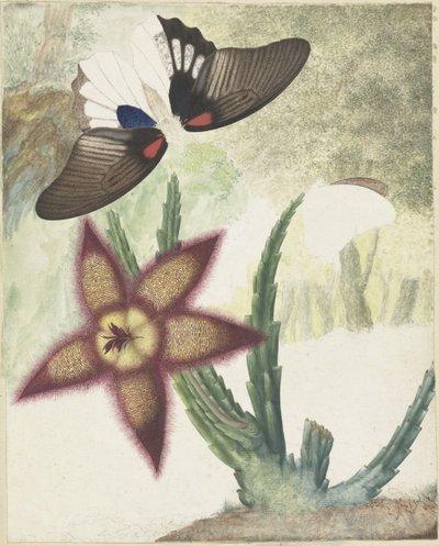 Dos mariposas y una flor de cinco pétalos de color amarillo-púrpura de Hermanus de Wit