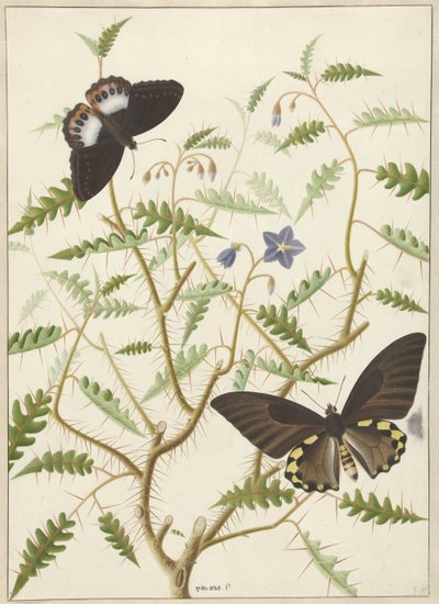 Dos mariposas exóticas en un arbusto en flor de Hermanus de Wit