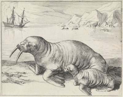 Morsa cerca de Spitsbergen de Hessel Gerritsz