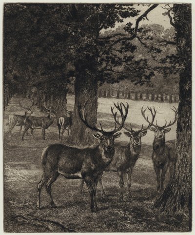 Ciervos en el parque de Windsor (grabado) de Heywood (after) Hardy