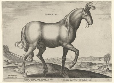 Caballo de Armenia (Armenius) Armenios (título sobre objeto) Razas de caballos de las Caballerizas Reales de Don Juan de Austria (título de la serie) Equile Ioannis Austriaci Caroli (título de la serie) de Hieronymus Wierix