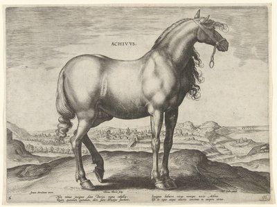 Caballo de Grecia (Achivus) Achivvs (título en el objeto) Razas de caballos de las Caballerizas Reales de Don Juan de Austria (título de la serie) Equile Ioannis Austriaci Caroli (título de la serie) de Hieronymus Wierix