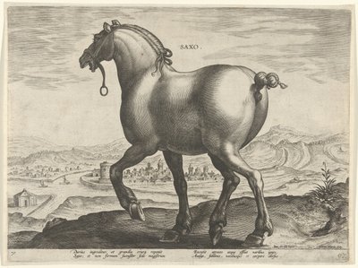 Caballo de Sajonia Saxo (título sobre objeto) Razas de caballos de las Caballerizas Reales de Don Juan de Austria (título de la serie) Equile Ioannis Austriaci Caroli (título de la serie) de Hieronymus Wierix