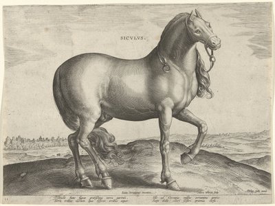 Caballo de Sicilia (Siculus) Sicvlvs (título sobre el objeto) Razas de caballos de las Caballerizas Reales de Don Juan de Austria (título de la serie) Equile Ioannis Austriaci Caroli (título de la serie) de Hieronymus Wierix