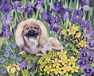 Peke en el parterre de flores de Hilary Jones