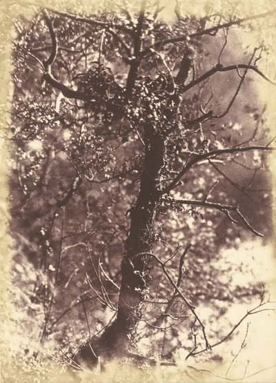 Árbol cubierto de hiedra en Colinton de Hill and Adamson