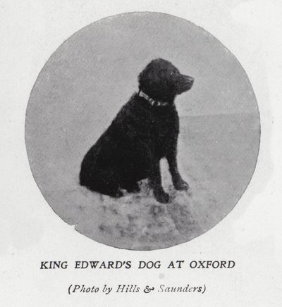 El perro del rey Eduardo VII en la Universidad de Oxford de Hills and Saunders