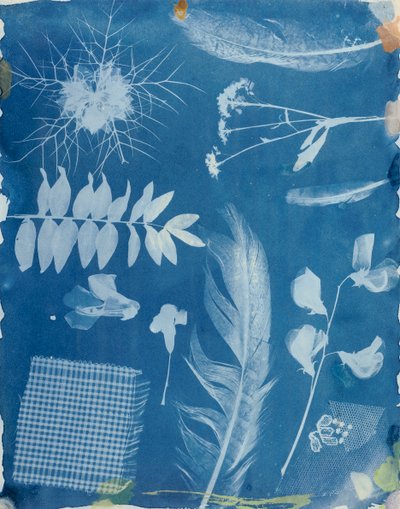 Especímenes de plantas, c.1842 de Hippolyte Bayard