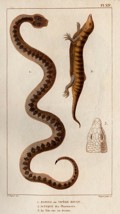 Aesping o Red Vipere, Skink de las farmacias, su cabeza vista arriba". Fauna des Mdecins ou histoire des animaux et de leurs produits par Hippolyte Cloquet" - Volumen 6 - 1825. de Hippolyte Cloquet