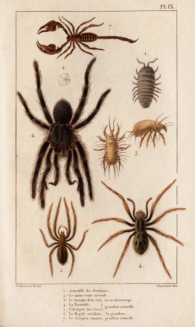 Amardille de las tiendas, el Sascopte de la sarna, la Tarántula, el Araignee de las escamas, el Mygale, el Escorpión". Fauna des Mdecins ou histoire des animaux et de leurs produits par Hippolyte Cloquet" - Volumen 6 - 1825. de Hippolyte Cloquet