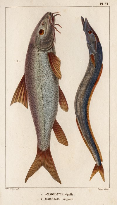 Ammodyte equille y vulgar Barbeau. Fauna des Mdecins ou histoire des animaux et de leurs produits par Hippolyte Cloquet" - Volumen 6 - 1825. de Hippolyte Cloquet