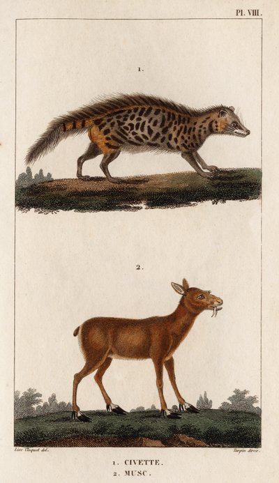Civet y Musk. Fauna des Mdecins ou histoire des animaux et de leurs produits par Hippolyte Cloquet" - Volumen 6 - 1825. de Hippolyte Cloquet
