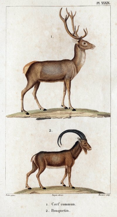 Ciervo común e Ibex. Fauna des Mdecins ou histoire des animaux et de leurs produits par Hippolyte Cloquet" - Volumen 6 - 1825. de Hippolyte Cloquet