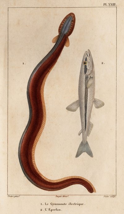 Gymnonote eléctrico y Eperlan". Fauna des Mdecins ou histoire des animaux et de leurs produits par Hippolyte Cloquet" - Volumen 6 - 1825. de Hippolyte Cloquet