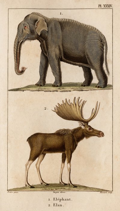 El elefante y el alce. Fauna des Mdecins ou histoire des animaux et de leur produits par Hippolyte Cloquet" - Volumen 6 - 1825. de Hippolyte Cloquet