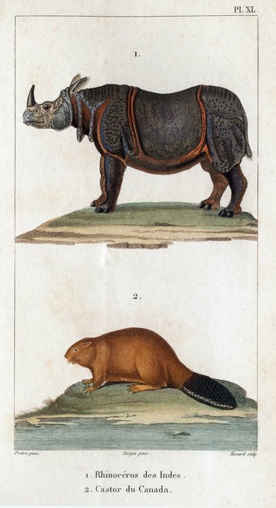 Rinoceronte de la India y castor canadiense. Fauna des Médecins ou histoire des animaux et de leurs produits par Hippolyte Cloquet" - Volumen 6 - 1825. de Hippolyte Cloquet
