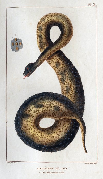 Acordes de Java. Sus tubérculos aislados. Fauna des Mdecins ou histoire des animaux et de leurs produits par Hippolyte Cloquet" - Volumen 6 - 1825. de Hippolyte Cloquet