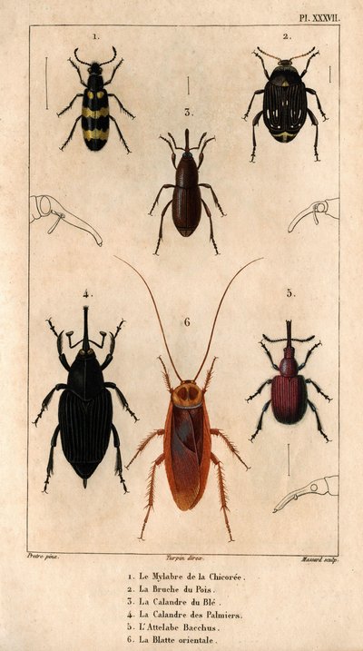 La Mylabra del chicoree, la Bruche del guisante, la rejilla del trigo, la rejilla de las palmeras, el Enganche Baco, la Cucaracha Oriental en "Fauna des Médecins ou histoire des animaux et de leurs produits par Hippolyte Cloquet" - Volumen 6 - 1825. de Hippolyte Cloquet