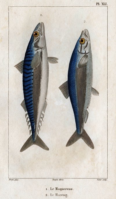 Caballa y arenque. Placa de "" Fauna de los médicos o historia de los animales y sus productos" de Hippolyte Cloquet