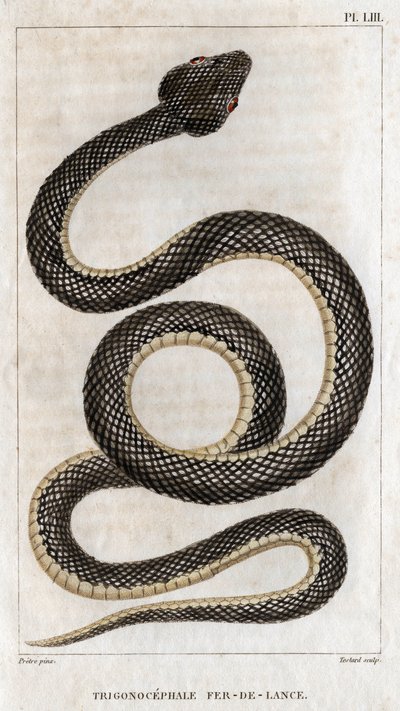 Representación del Trigonocephale - Punta de lanza: reptil. Lámina de "" Fauna de los médicos o historia de los animales y sus productos" de Hippolyte Cloquet