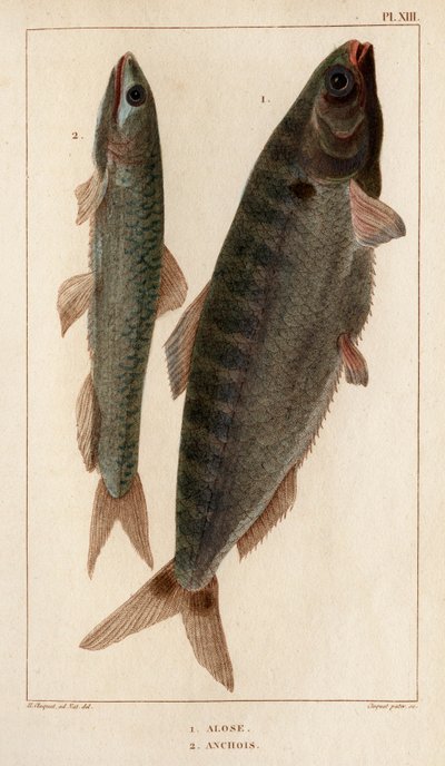 Sábalo y anchoas". Fauna des Mdecins ou histoire des animaux et de leurs produits par Hippolyte Cloquet" - Volumen 6 - 1825. de Hippolyte Cloquet