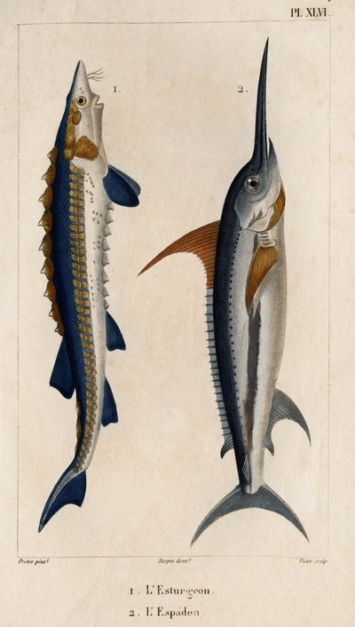 Esturión y pez espada. Fauna des Mdecins ou histoire des animaux et de leurs produits par Hippolyte Cloquet" - Volumen 6 - 1825. de Hippolyte Cloquet