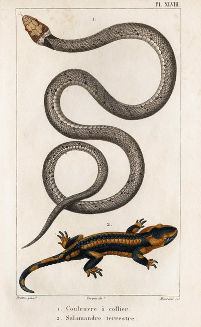 La serpiente de collar, la salamandra terrestre. Fauna des Médecins ou histoire des animaux et de leurs produits par Hippolyte Cloquet" - Volumen 6 - 1825. de Hippolyte Cloquet