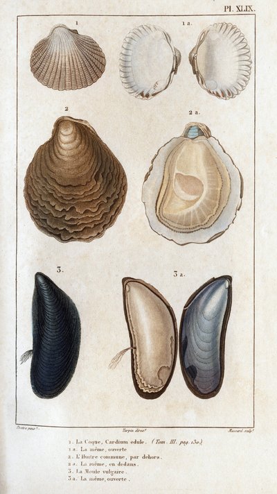 El casco, el mismo abierto, la ostra común, el mismo abierto, el moho vulgar, el mismo abierto". Fauna de los médicos o historia de los animales y sus productos por Hippolyte Cloquet" - de Hippolyte Cloquet