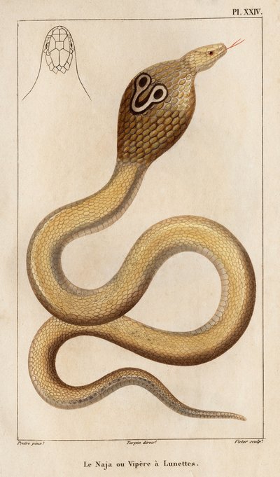 La Naja o víbora tiene gafas. Fauna des Mdecins ou histoire des animaux et de leurs produits par Hippolyte Cloquet" - Volumen 6 - 1825. de Hippolyte Cloquet